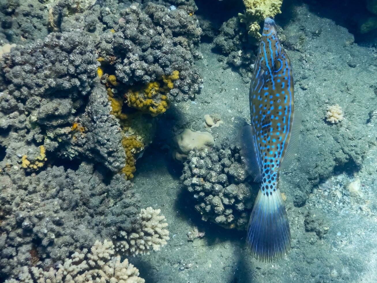 wunderbar Blau gekritzelt Feilenfisch Schwimmen in der Nähe von Korallen im das rot Meer foto