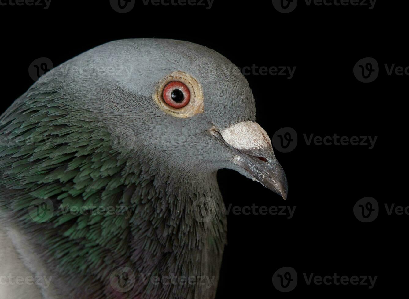 schließen oben Gesicht von Homing Taube Vogel Rechnung auf schwarz foto