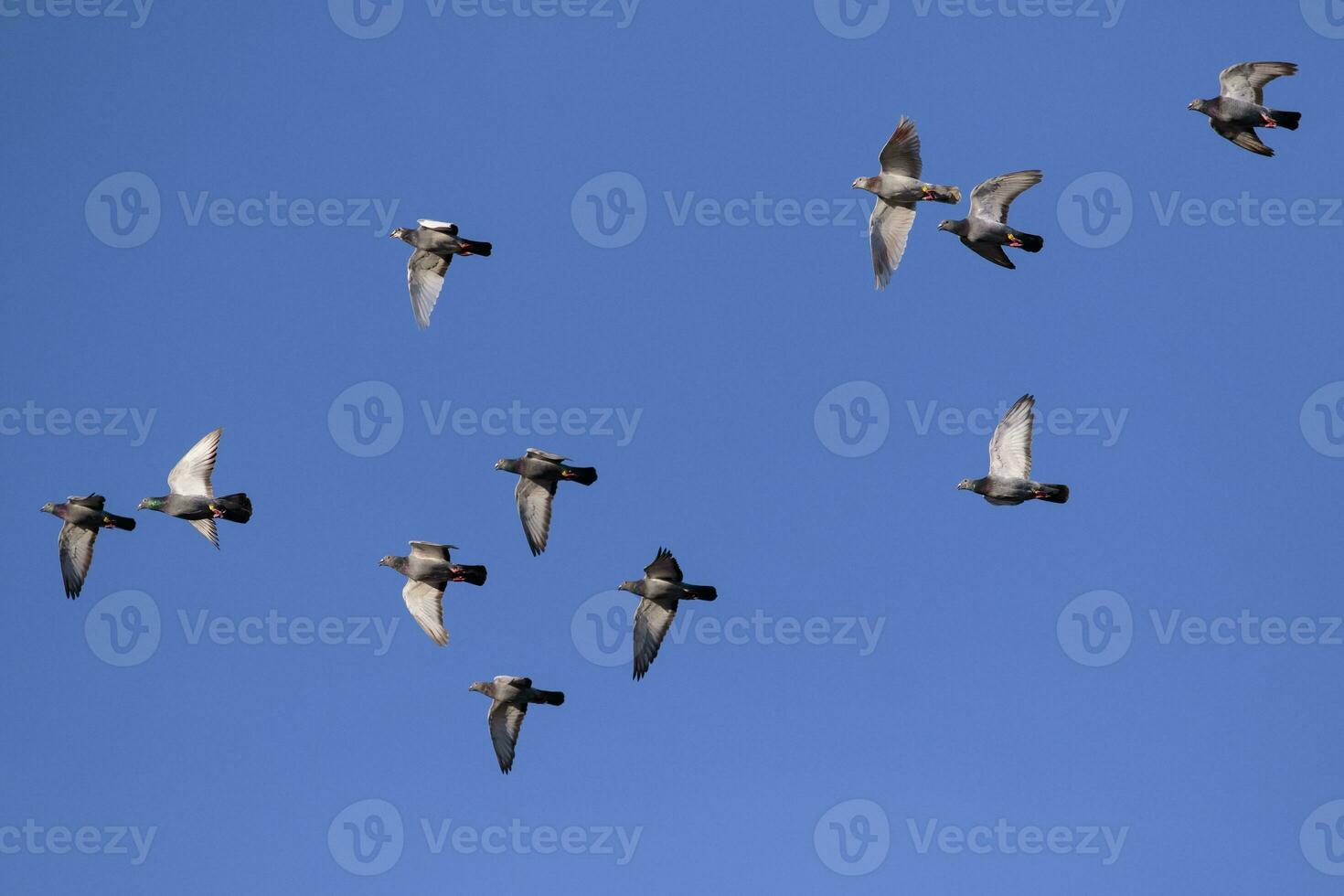 Herde von Brieftauben, die gegen den strahlend blauen Himmel fliegen foto