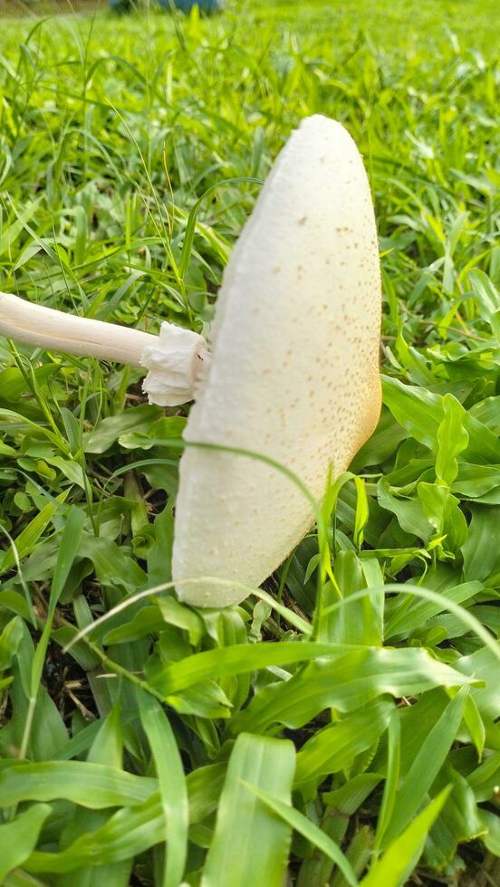 wild Pilz Pilz im ein Feld von Grün Gras. schön Nahansicht von Wald Pilze im Gras, Herbst Jahreszeit. wenig frisch Pilze, wachsend im Grün Gras Herbst foto