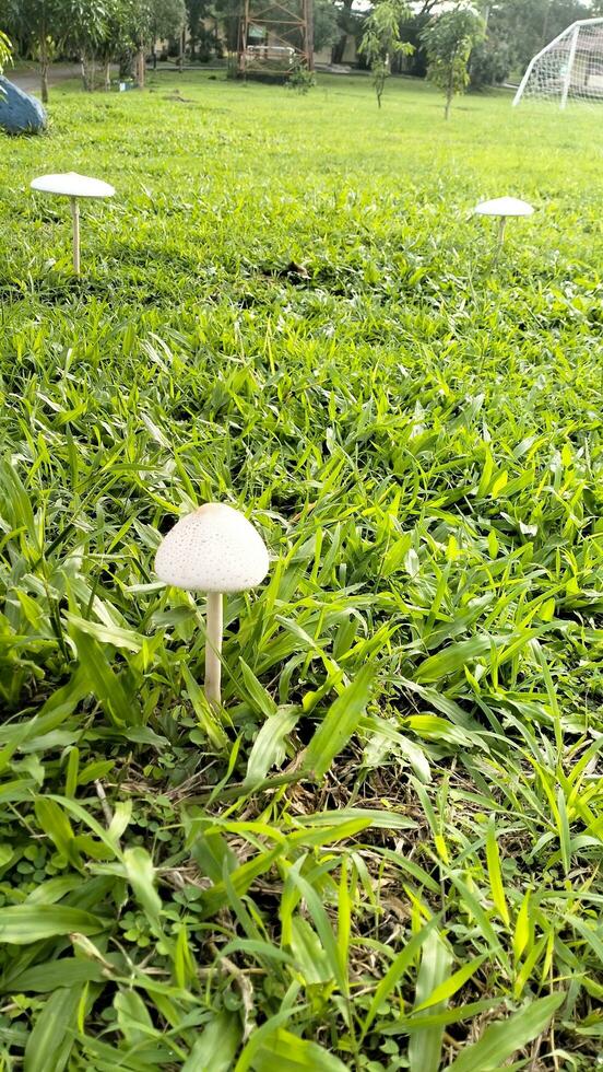 wild Pilz Pilz im ein Feld von Grün Gras. schön Nahansicht von Wald Pilze im Gras, Herbst Jahreszeit. wenig frisch Pilze, wachsend im Grün Gras Herbst foto