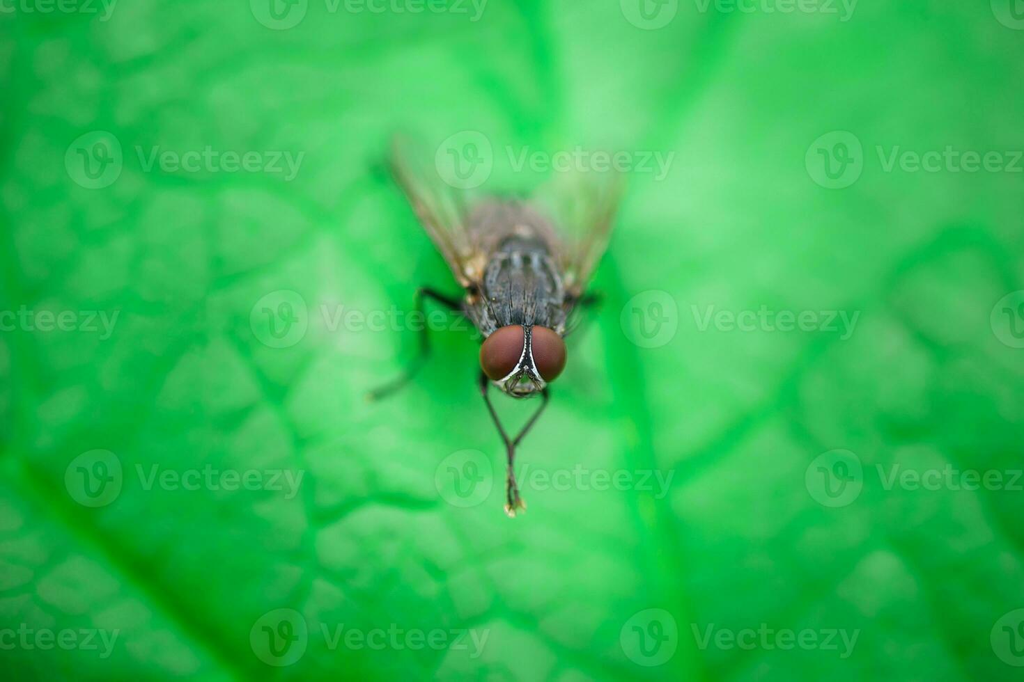 Stubenfliege, Fliege, Stubenfliege auf Blatt.. foto