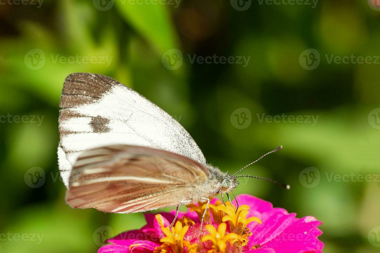 Kohl Weiß Schmetterling Pieris Brassicae Sitzung auf ein Gelb Blume im das Mitte von ein Garten mit ein verschwommen Grün Hintergrund. foto