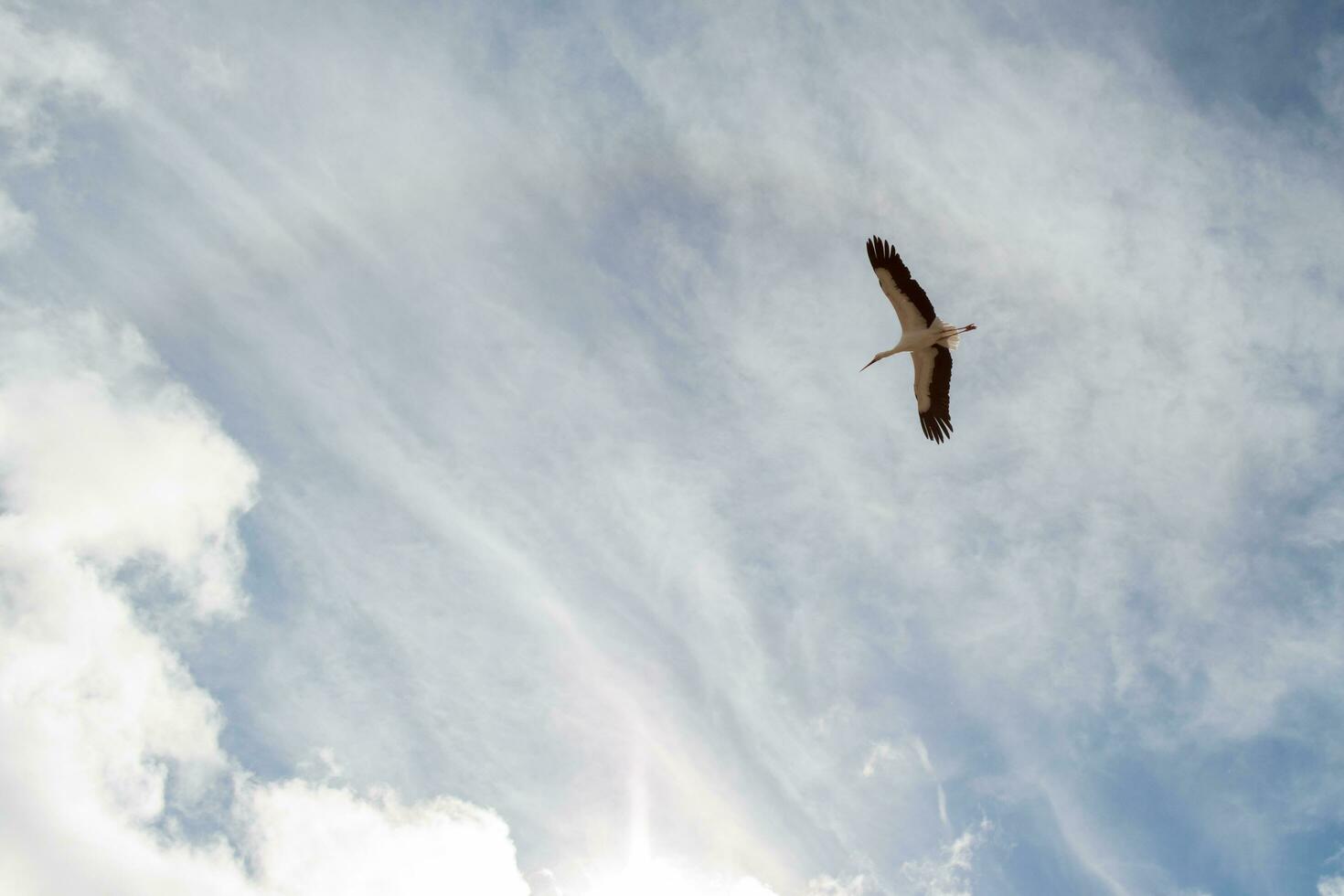 Weiß Storch fliegend zu das links foto