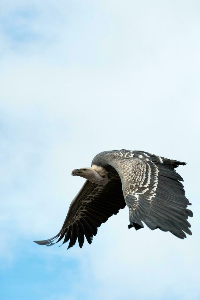 fliegend groß Geier, gehen zu links foto