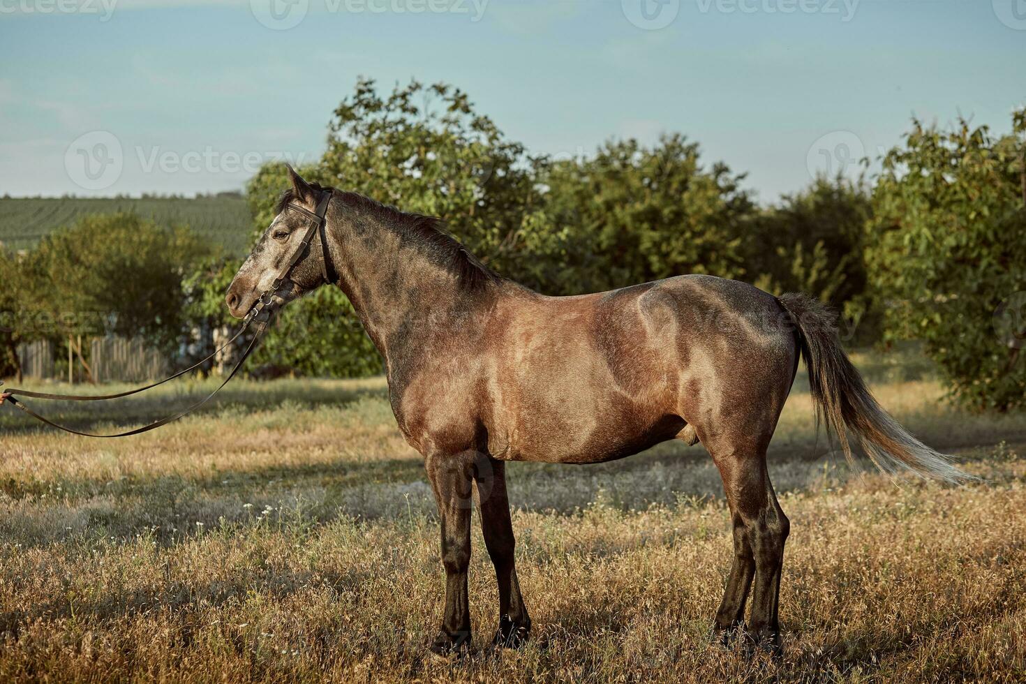 Porträt von Bucht Pferd im Sommer- auf das Feld foto