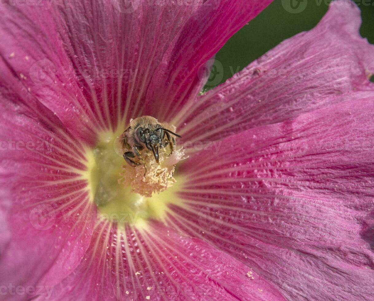 Frühling. Nahansicht von ein Honig Biene bestäubend ein hell rot Blume. Malve foto