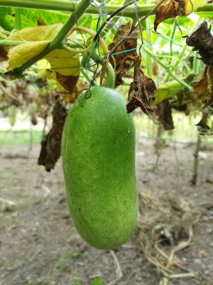 Leistungen und ernährungsphysiologisch Wert von Reis Kürbis Dach Kürbis ist ein Beliebt Gemüse im unser Land. wie diese Gemüse ist gewachsen auf das Dach von das Haus, es ist bekannt wie Dach Kürbis. diese Gemüse foto