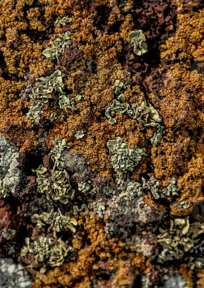 ein schließen oben von etwas Flechte auf ein Felsen foto