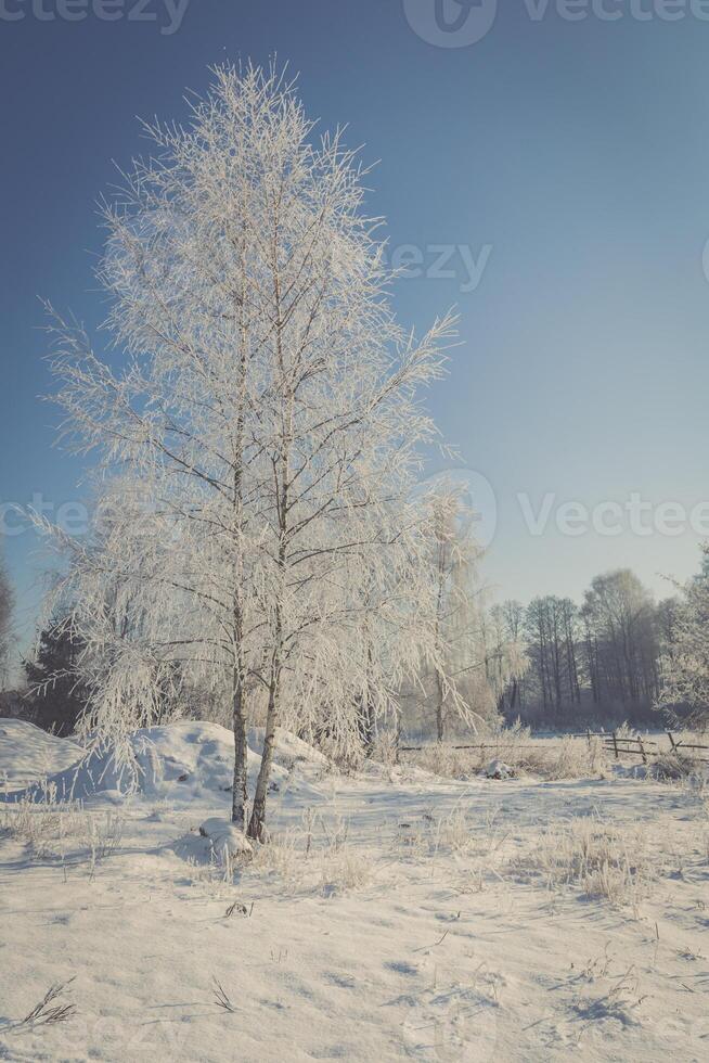 gefroren Baum auf Winter Feld und Blau Himmel foto