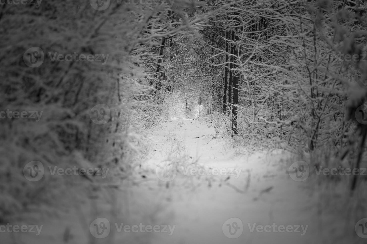 schön Winter Wald und das Straße foto