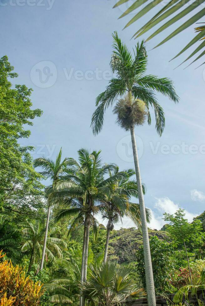 Palme Baum und andere Pflanze im tropisch Regen Wald lautoka, Fidschi foto