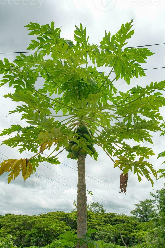 Fidschi, ein Land im das Süd Pazifik, Palme Baum durch das Seebrücke foto