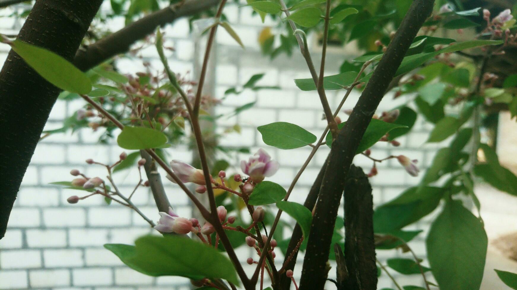 Süss Star Obst Blumen entlang mit Blätter und Baum Stämme foto