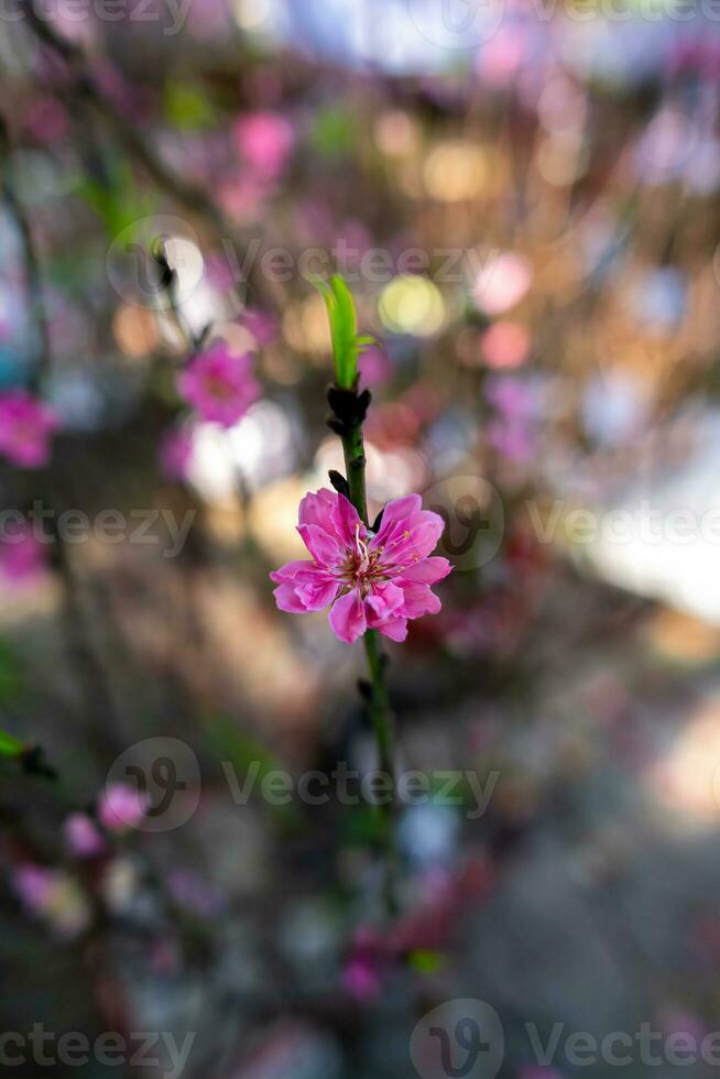 bunt Rosa Blüten blühen im klein Dorf Vor tet Festival, Vietnam Mond- Jahr. Aussicht von Pfirsich Geäst und Kirsche Blüten mit Vietnamesisch Essen zum tet Urlaub foto