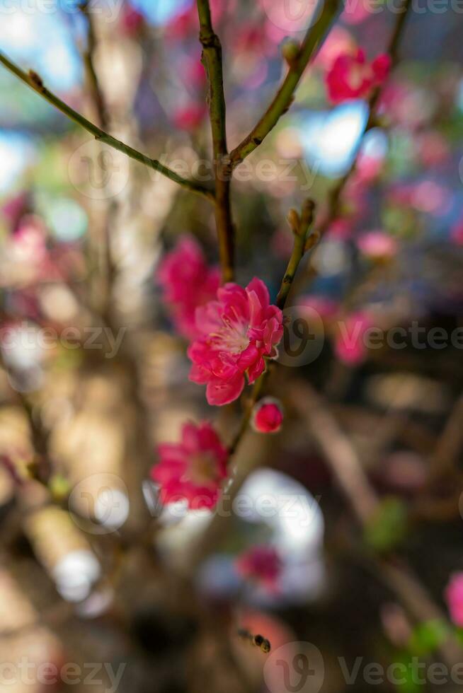 bunt Rosa Blüten blühen im klein Dorf Vor tet Festival, Vietnam Mond- Jahr. Aussicht von Pfirsich Geäst und Kirsche Blüten mit Vietnamesisch Essen zum tet Urlaub foto