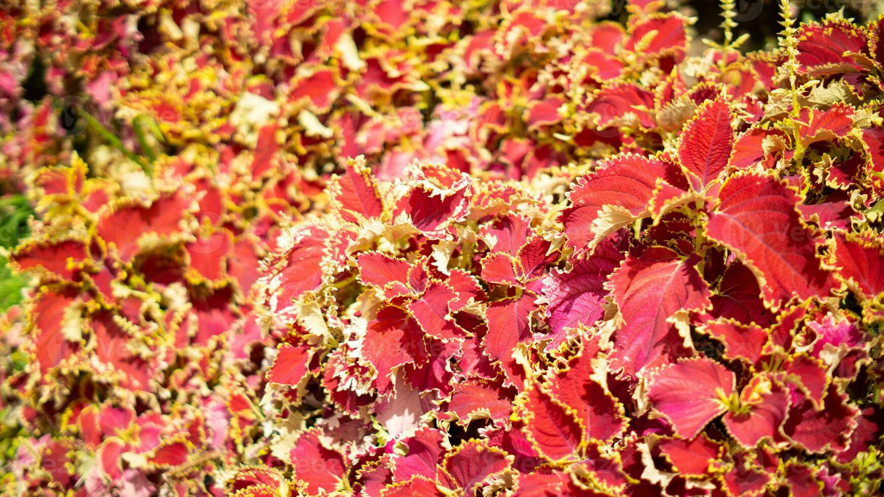 Natur rot Blumen und Blatt foto