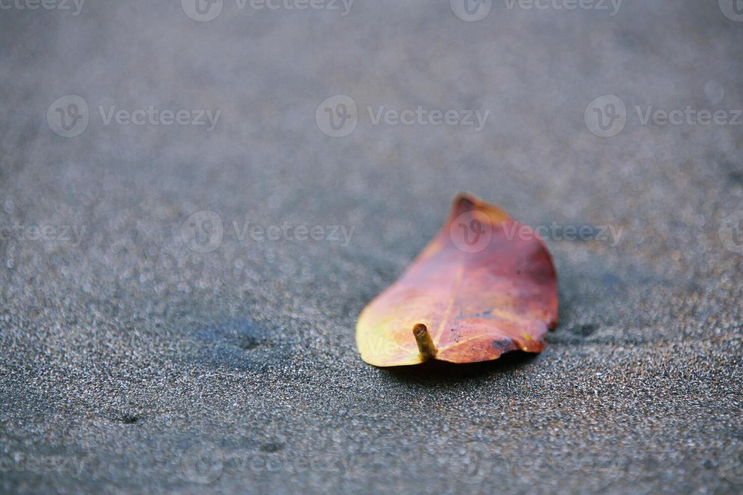 trockene Blätter am Strand foto