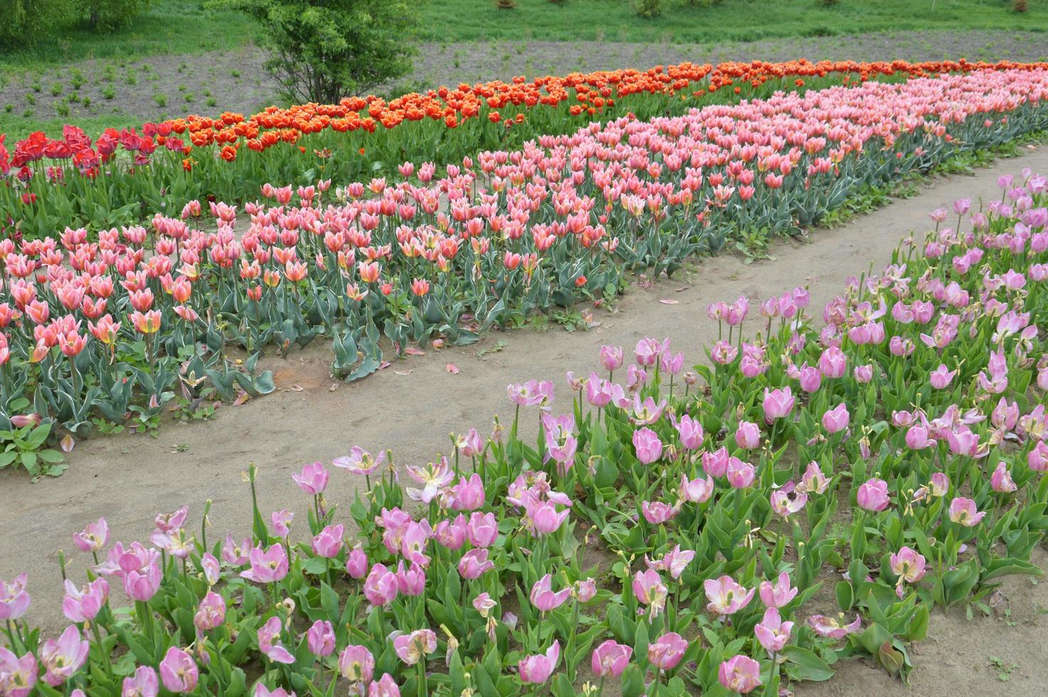 Textur eines Feldes von mehrfarbigen blühenden Tulpen foto