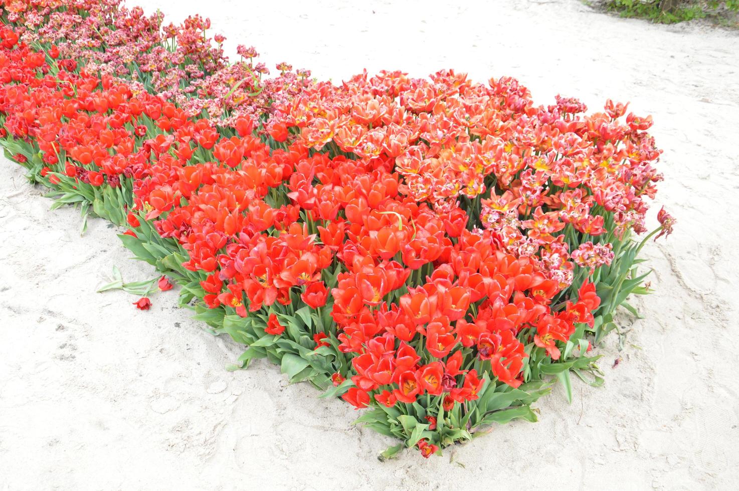 Textur eines Feldes von mehrfarbigen blühenden Tulpen foto