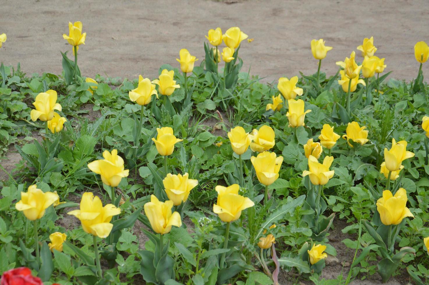 Textur eines Feldes von mehrfarbigen blühenden Tulpen foto