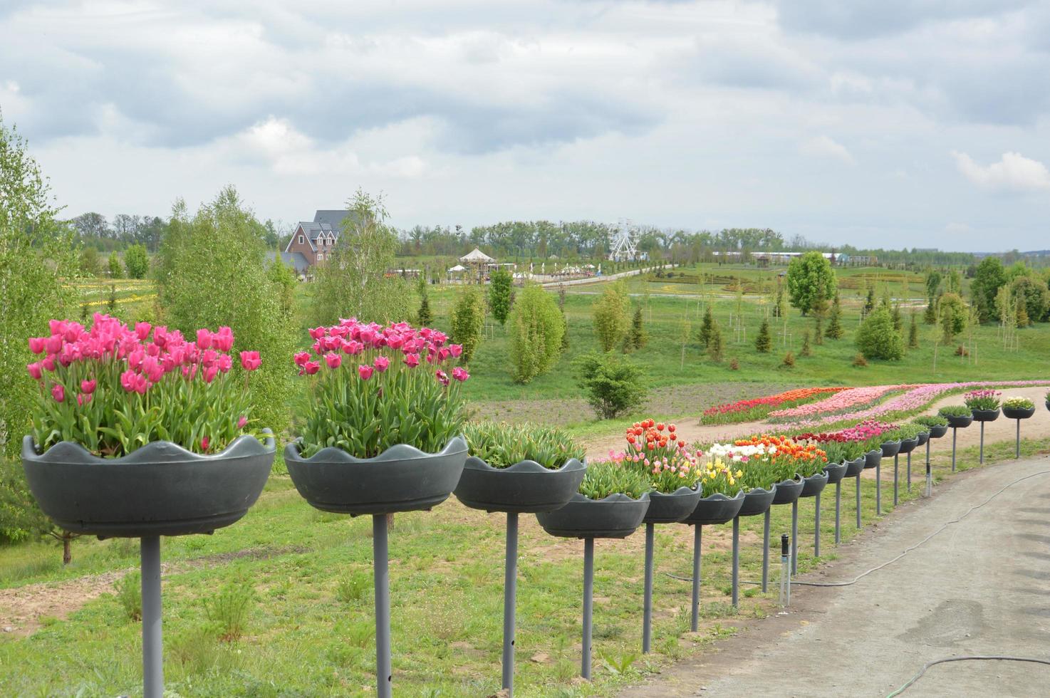 Textur eines Feldes von mehrfarbigen blühenden Tulpen foto