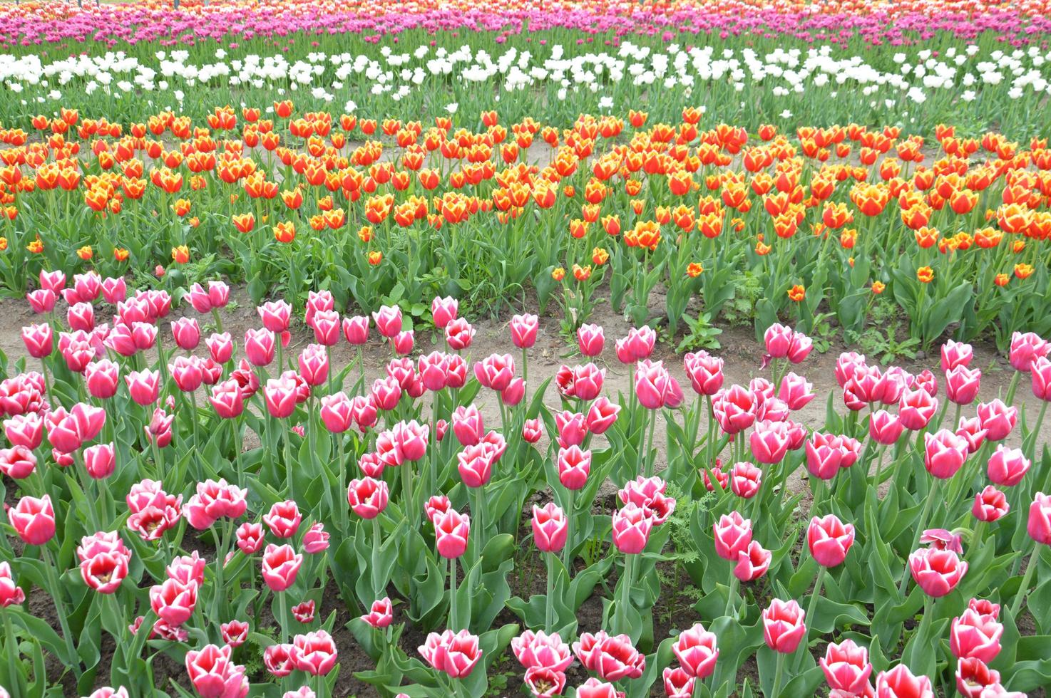 Textur eines Feldes von mehrfarbigen blühenden Tulpen foto