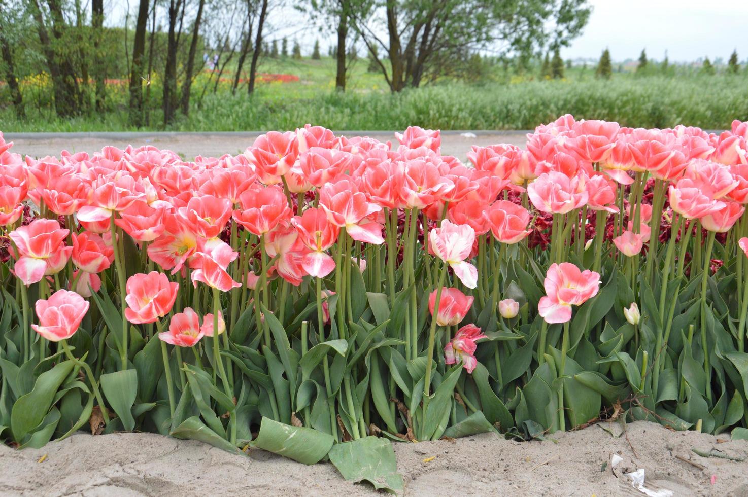 Textur eines Feldes von mehrfarbigen blühenden Tulpen foto