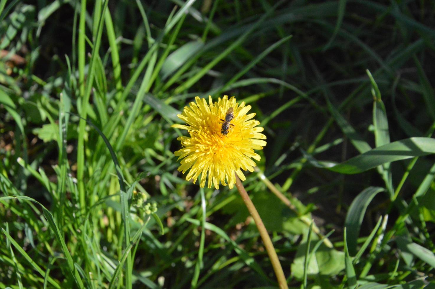 Wildblumen blühten im Garten im Dorf foto