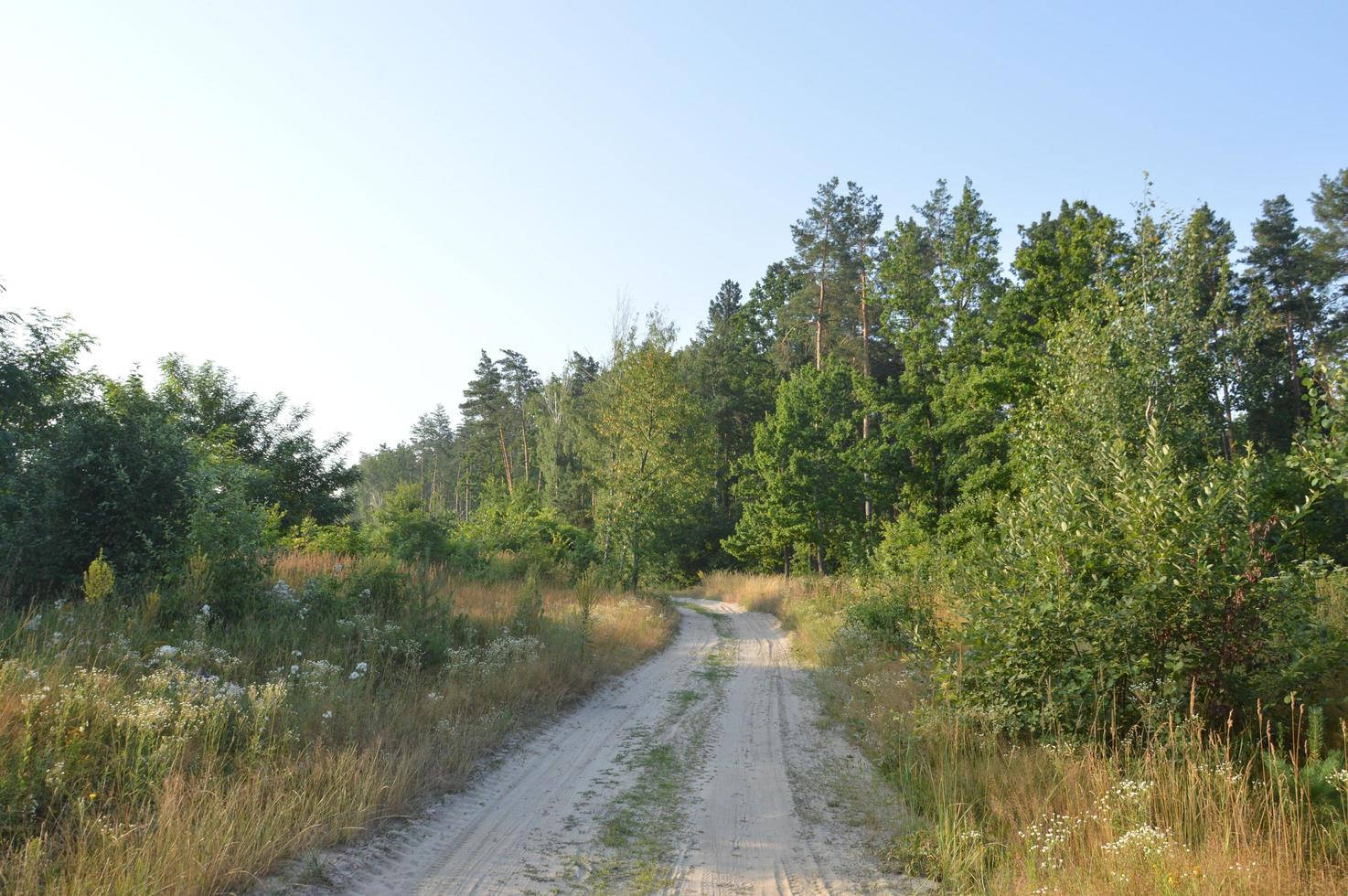 LKW-Spuren in Waldlandstraße abseits der Straße foto