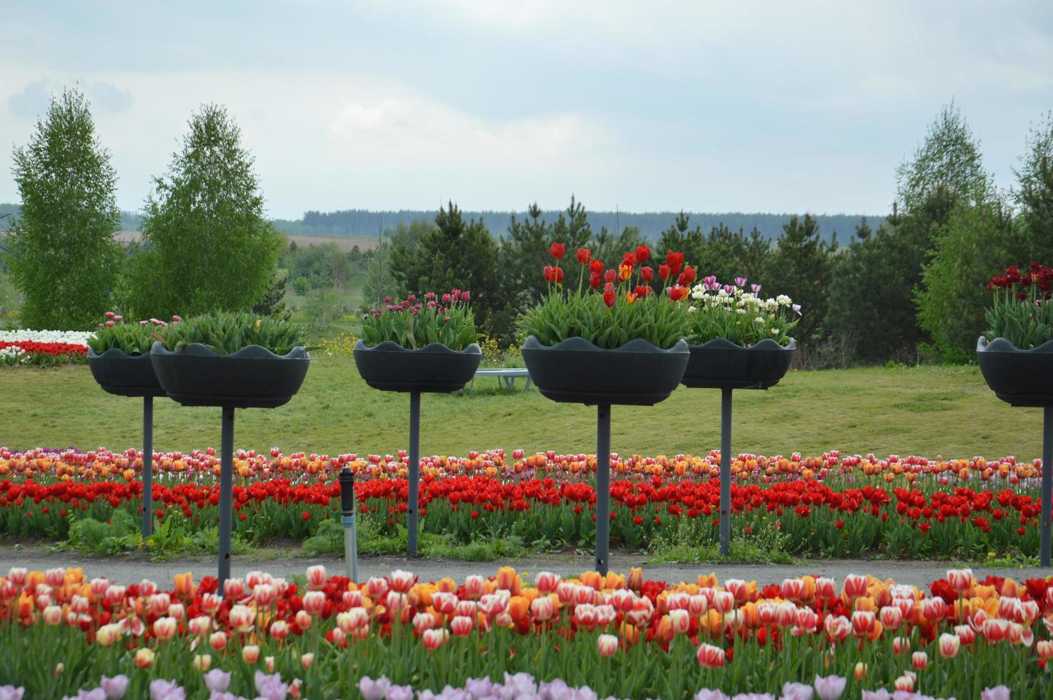 Textur eines Feldes von mehrfarbigen blühenden Tulpen foto