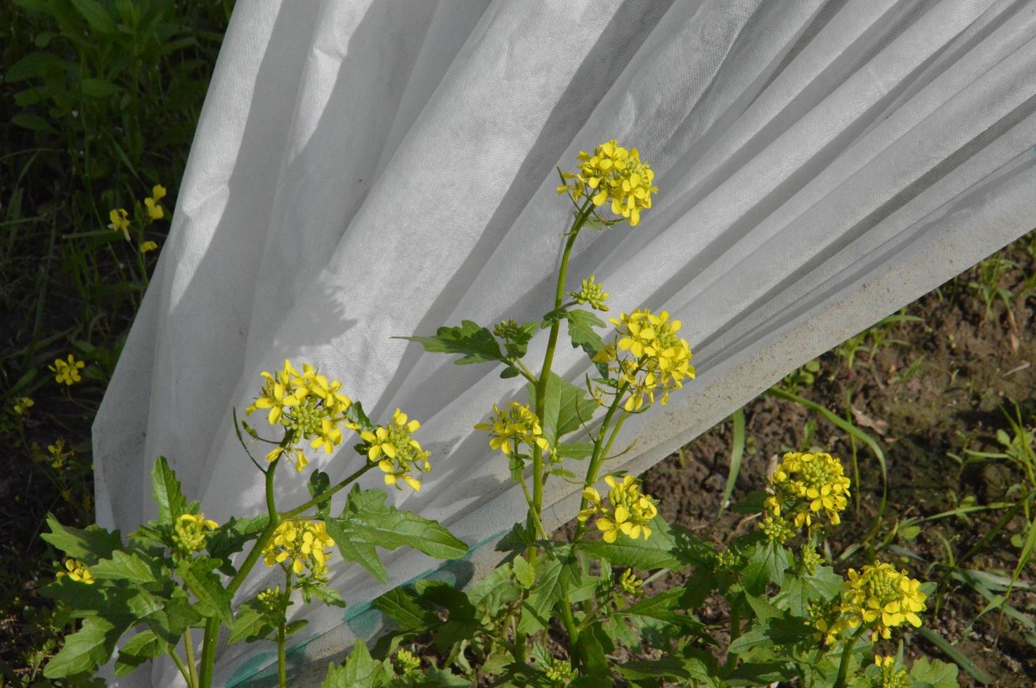 Wildblumen blühten im Garten im Dorf foto