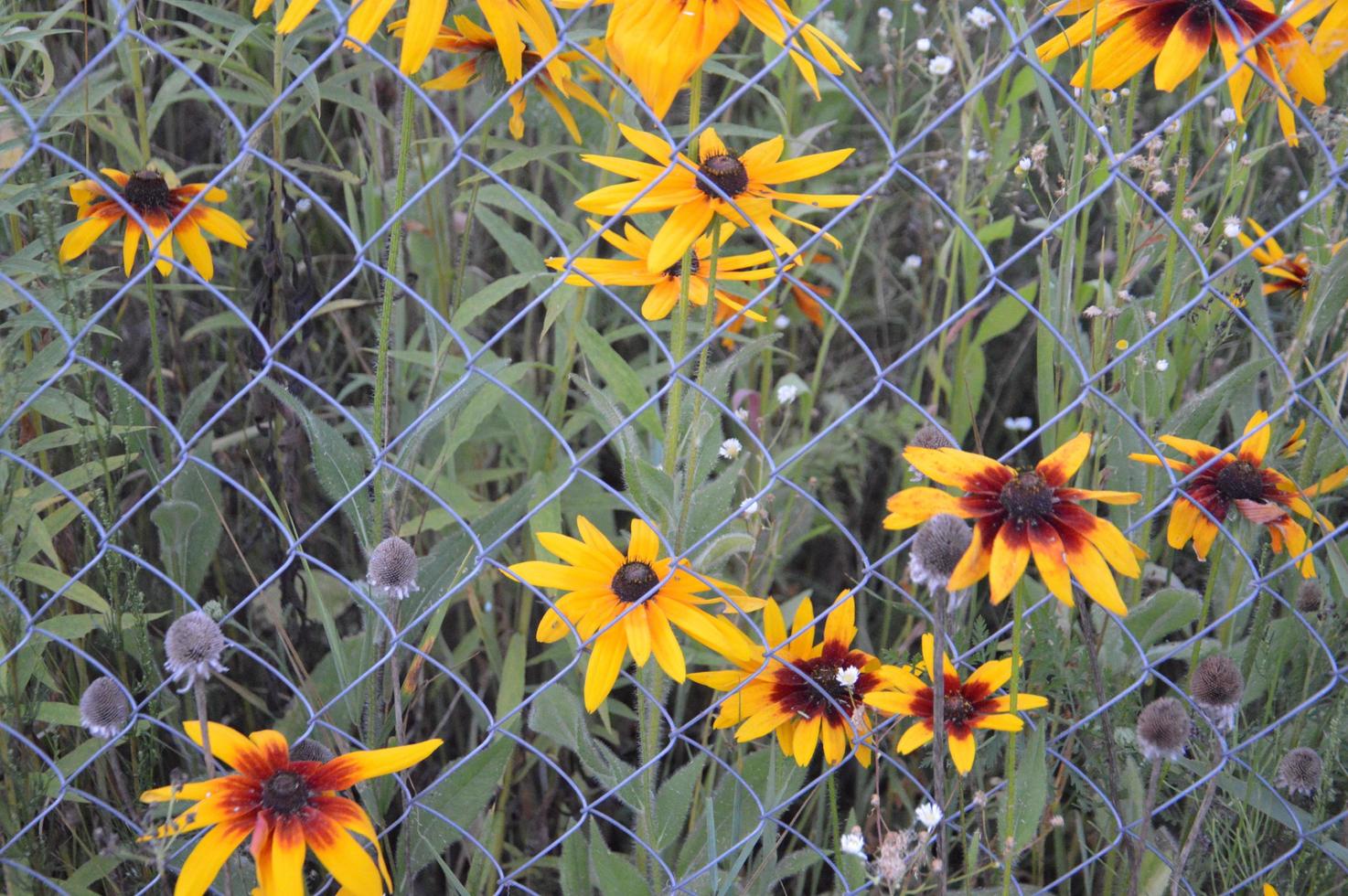 Wildblumen und Waldblumen im Dorf foto