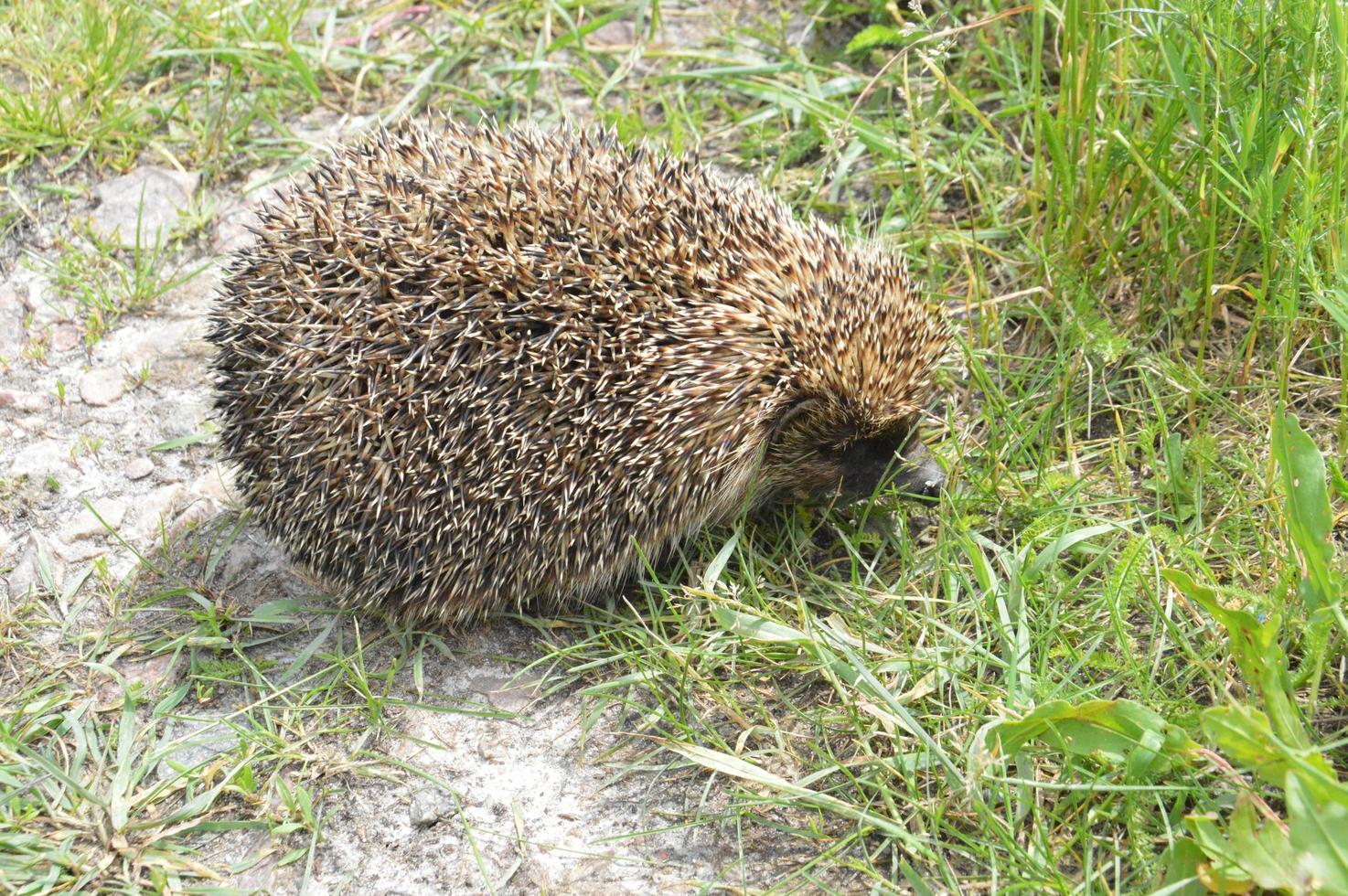 der Igel ist im Dorf unterwegs foto