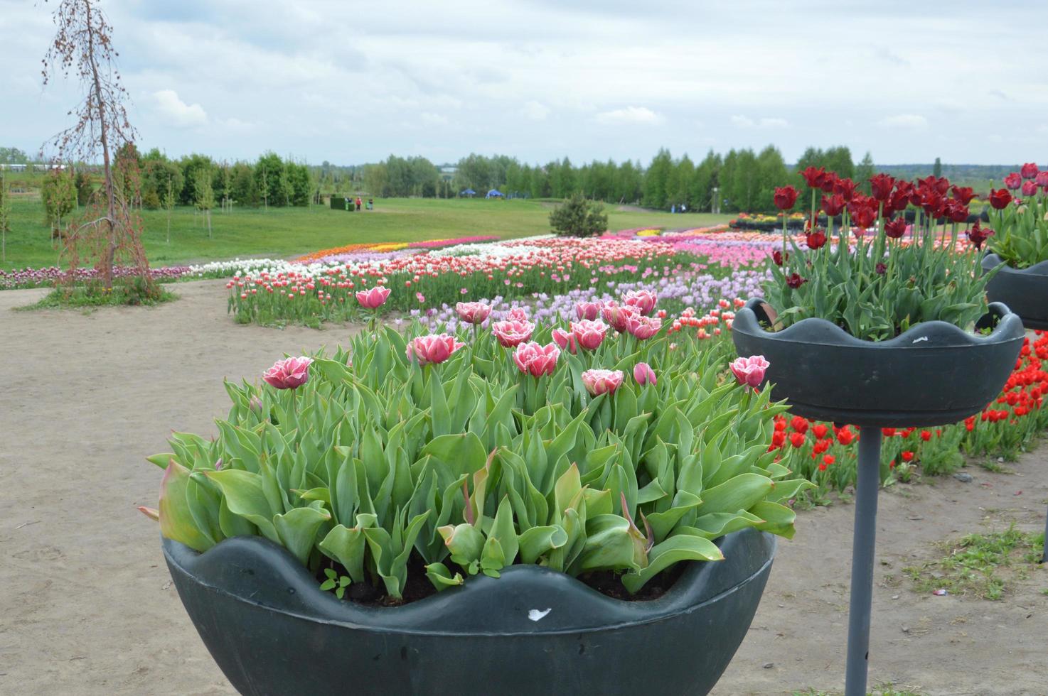 Textur eines Feldes von mehrfarbigen blühenden Tulpen foto