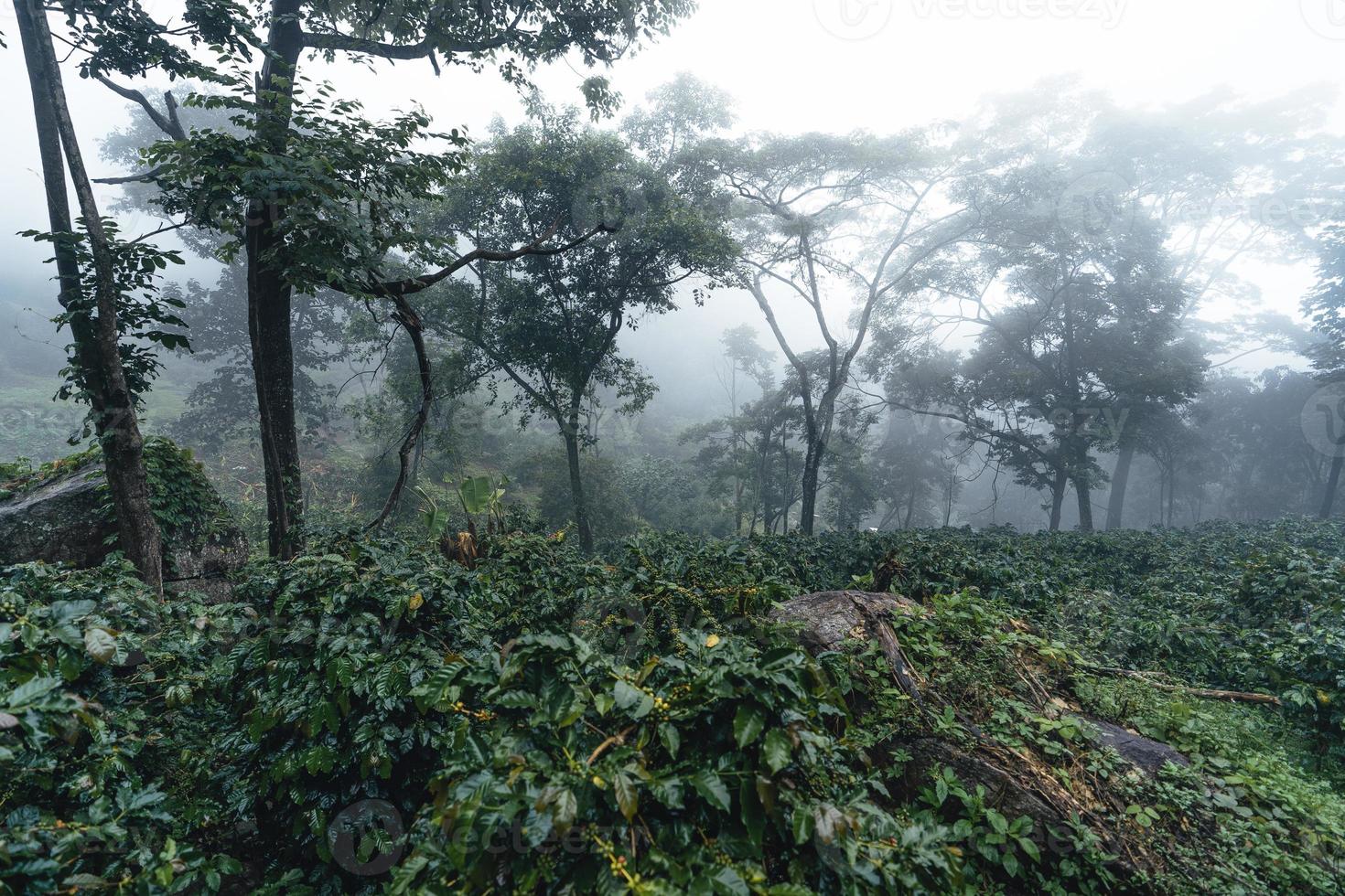 Kaffeeplantage im nebligen Wald in Südasien foto