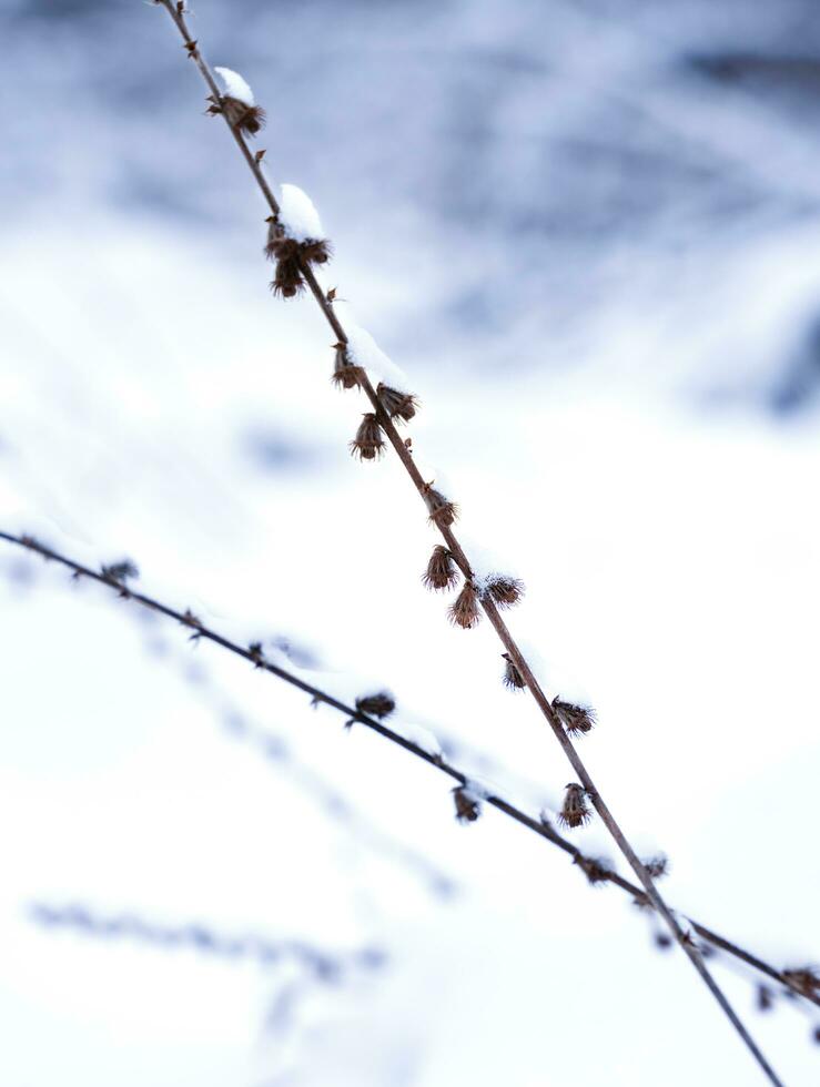 trocken Gras bedeckt mit Schnee. Winter Atmosphäre. Winter Weihnachten Hintergrund. Nahansicht. selektiv Fokus. foto