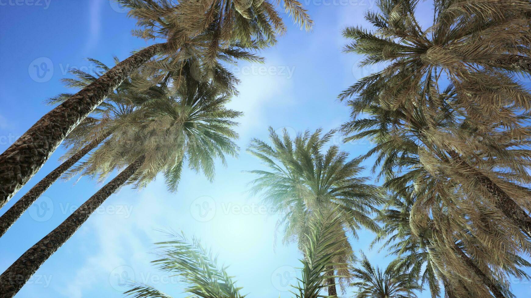 Palme Bäume Jahrgang getönt Perspektive Aussicht zu das Himmel foto