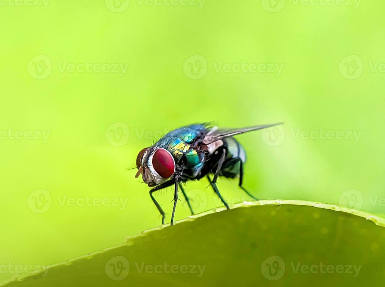 Grün fliegt auf verwischen Hintergrund. diese fliegt können Ursache Krankheiten Das sind übertragen durch ihr Speichel. schließen oben von Grün Fliege. foto