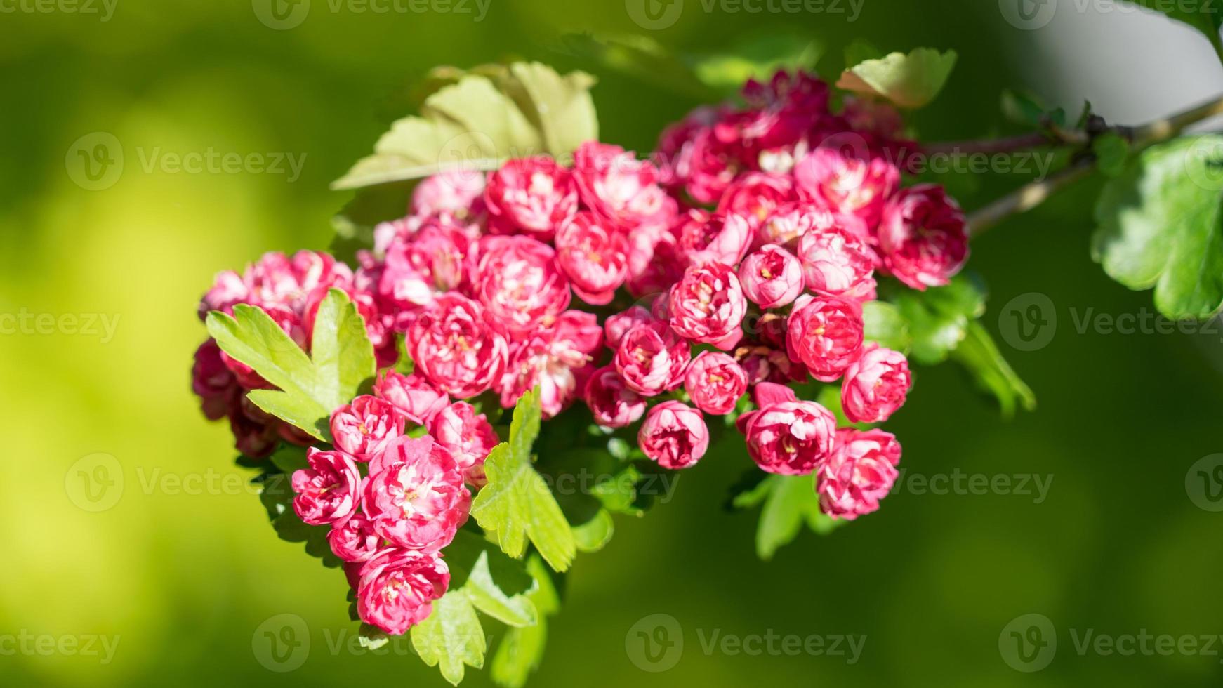 Nahaufnahme rosa Blumen blühen. sotschi. Russland. foto