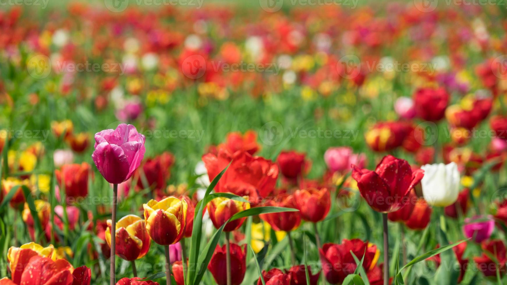 bunte Tulpenwiese in der Nähe von Krasnodar, Russland foto