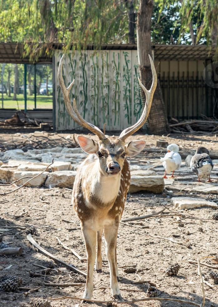 ein wunderschöner gefleckter chitalhirsch in einem park yarkon tel aviv, israel foto