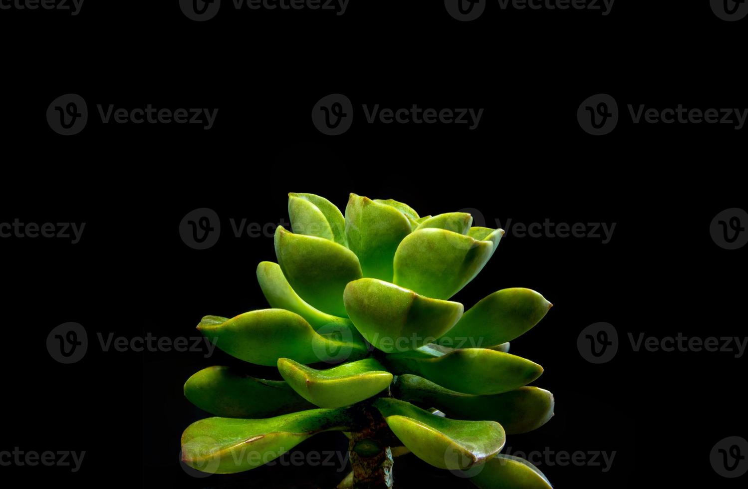 saftige Pflanze Nahaufnahme frische Blätter Detail von Echeveria Melaco foto