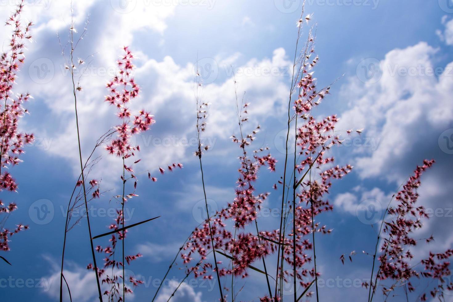 Natal-Rubingrasblumen im hellen Sonnenlicht und flauschige Wolken am blauen Himmel foto