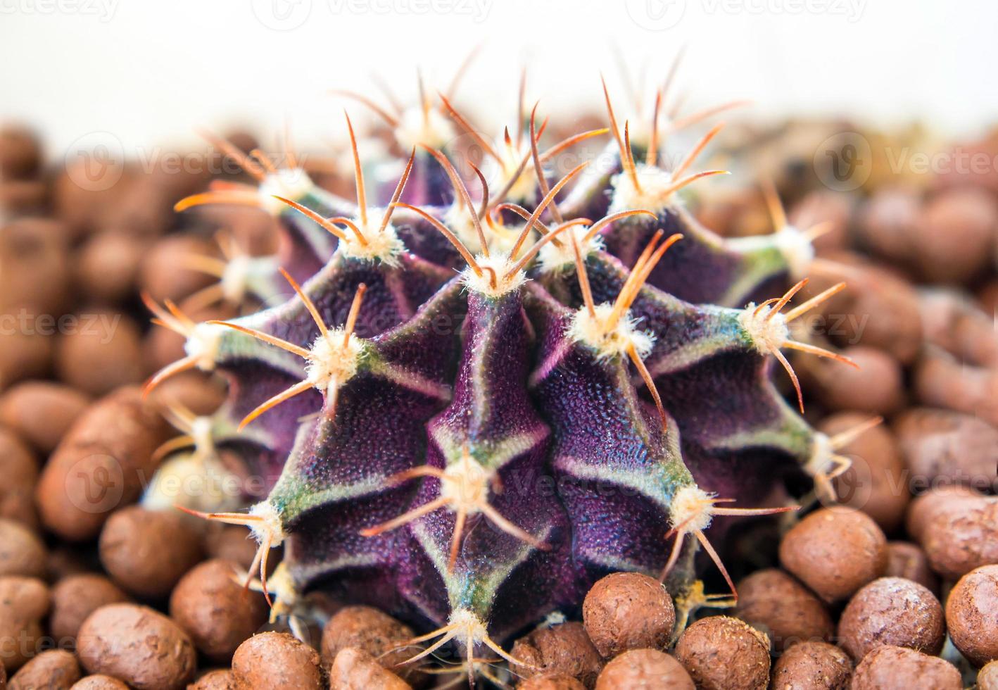 Kaktusart Gymnocalycium Wachstum auf Kies foto