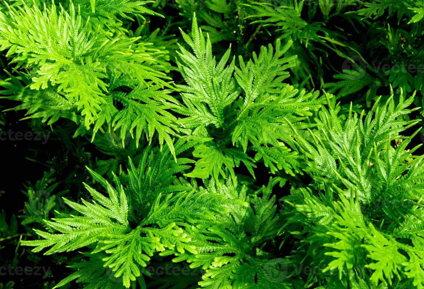 frisches Grün von Selaginella involviert Farn foto