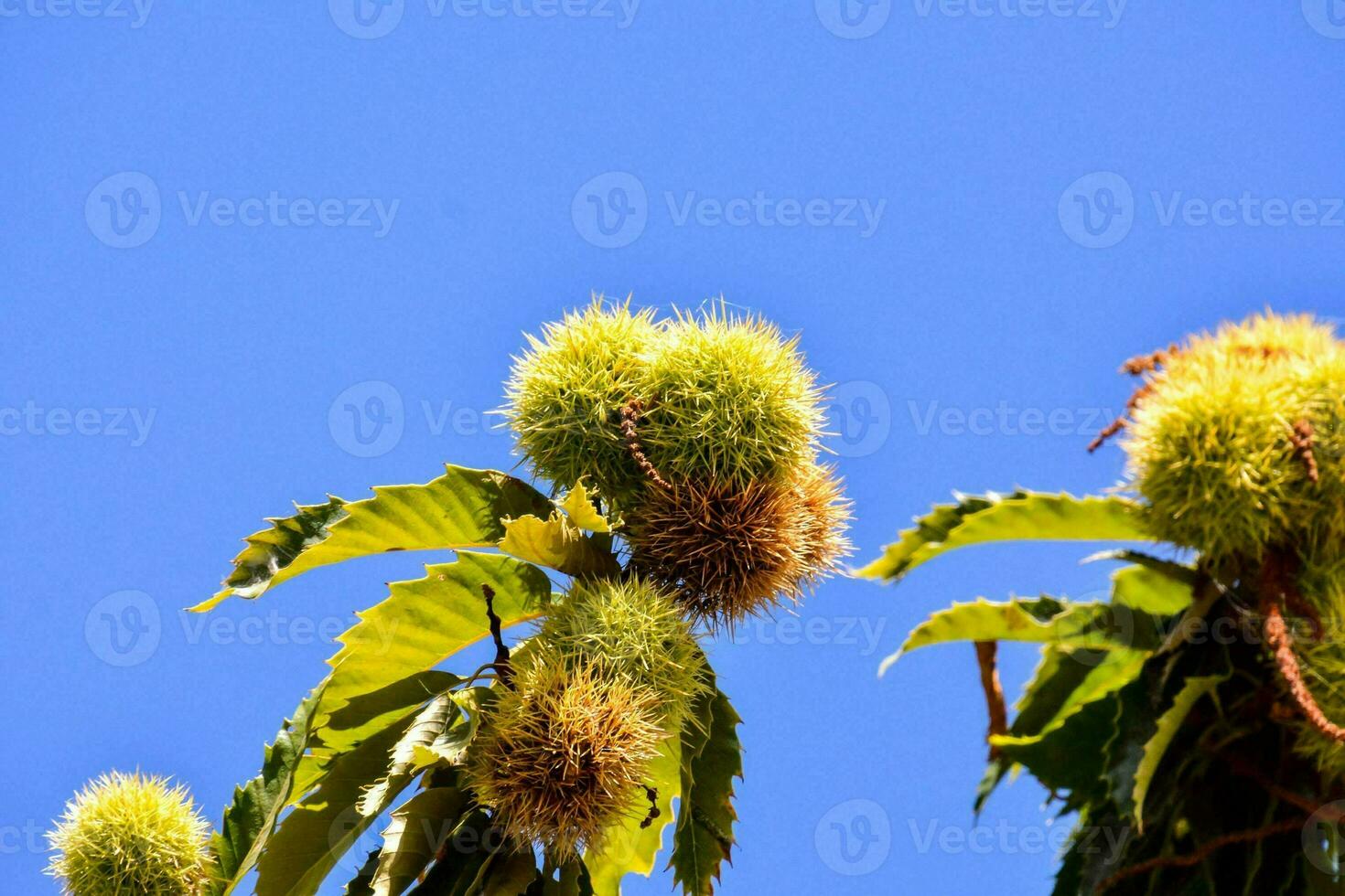 Kastanie Baum mit Nüsse auf das Geäst foto