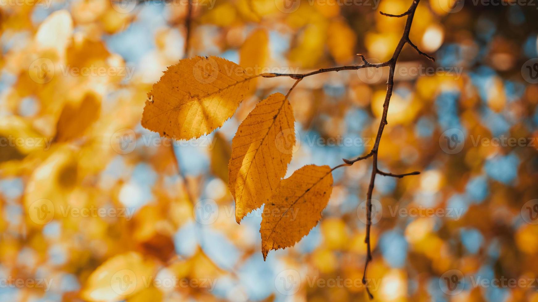 Herbstlaub hautnah foto