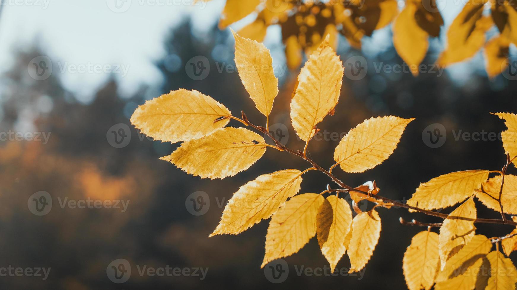 Herbstlaub hautnah foto