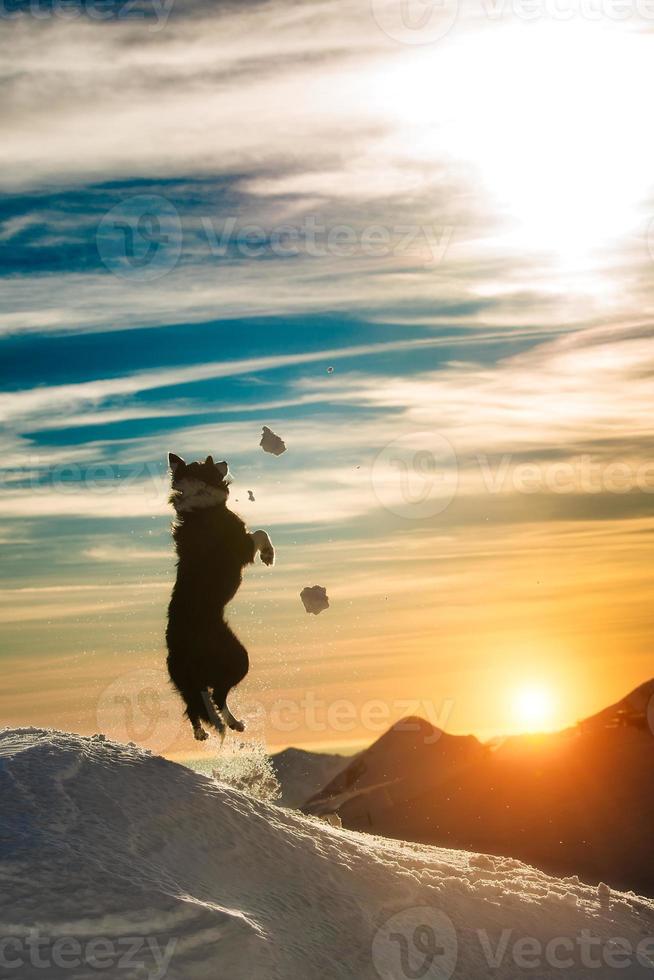 Border Collie springt in den Schnee foto